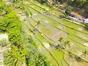 Aerial photo of plotted rice fields and coconut trees