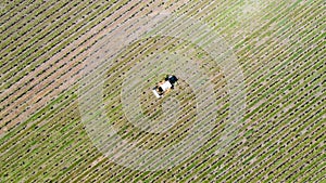 Aerial photo of a tractor in a vineyard