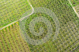 Aerial photographs blooming peach trees in an orchard