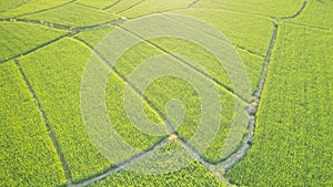 Aerial photography of beautiful countryside in Midsummer in Anhui Province, China