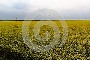 Aerial photography of blooming yellow sunflowers field with blue cloudless sky. Sunflower field under blue sky with white fluffy