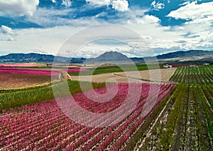 Aerial photography of a blossoming fruit trees