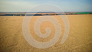 aerial photography of cornfields in Russia