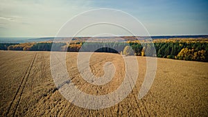 aerial photography of cornfields in Russia