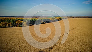 aerial photography of cornfields in Russia