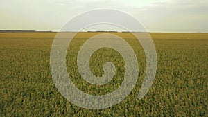 aerial photography of cornfields in Russia