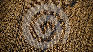 aerial photography of cornfields in Russia