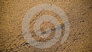 aerial photography of cornfields in Russia