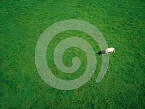 Aerial Photography of Cow Grazing In Grassy Field On Summer