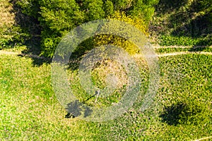 Aerial photography a dirt road in the middle of a fir forest from a dron