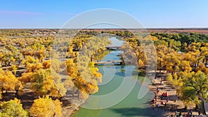 Aerial photography of Populus Euphratica Forest National Nature Reserve in Ejina Banner, Inner Mongolia, China. Orange poplar