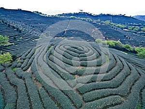 Aerial photography on top of the mountain tea garden landscape
