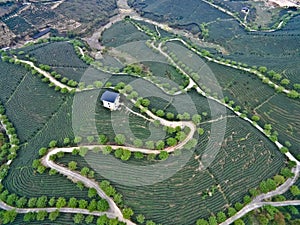 Aerial photography on top of the mountain tea garden landscape