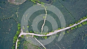 Aerial photography on top of the mountain tea garden landscape