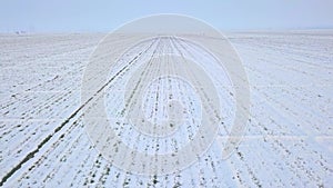 Aerial photography of wheat field covered by snow, crops in winter farmland