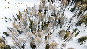 Aerial picture of pine trees in snow, Cortina D`Ampezzo, Italy photo