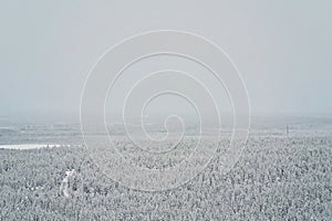 Aerial picture of a snowy coniferous forest on a foggy winter day in Lapland, Finland. Fog, snow and coniferous trees, confers,