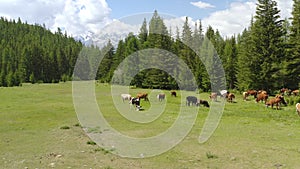 Aerial - picturesque alpine landscape in spring with cows on pasture beautiful view.