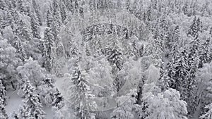 Aerial of picturesque frozen forest with snow covered spruce and pine trees. T