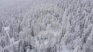 Aerial of picturesque frozen forest with snow covered spruce and pine trees. T