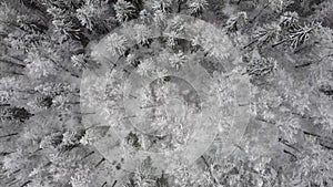 Aerial of picturesque frozen forest with snow covered spruce and pine trees. Top view flyover beautiful winter woodland