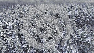 Aerial picturesque frozen forest with snow covered spruce and pine trees. Top view flyover winter woodland at snowfall