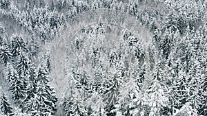 Aerial picturesque frozen forest with snow covered spruce and pine trees. Top view flyover winter woodland at snowfall