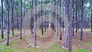 Aerial Pine Plantation