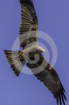 Aerial predator. Magnificent red kite bird of prey flying.