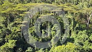 Aerial of pristine forest with a bright green canopy