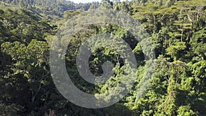 Aerial of pristine forest with green canopy