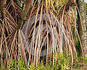 Aerial prop roots of pandanus tree also known as pandan or pine or palm