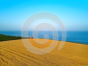 Aerial of red combine harvester working in wheat field near cliff with sea view on sunset. Harvesting machine cutting