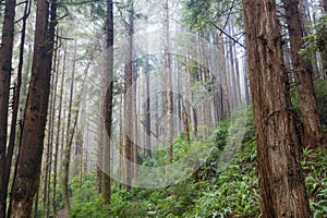 Aerial of Redwood Forest in California