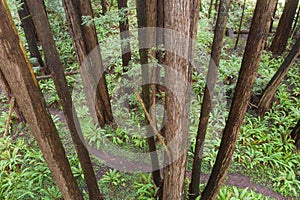 Aerial of Redwood Trees in Northern California