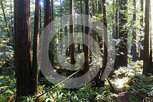 Aerial of Redwood Trees in Northern California