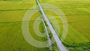 Aerial rice field with a road and the city scene behind