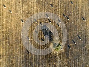 Aerial rolled hay farmland fields countryside landscape in Alentejo, Portugal.