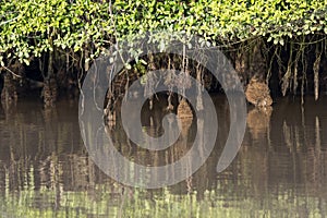 Aerial root systems of mangroves growing in in tidal mudflats