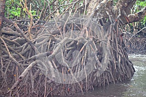 Aerial Roots - Adventitious Roots - of Mangrove Trees - Baratang Island, Andaman Nicobar, India