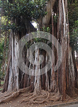Aerial roots of the Banyan tree