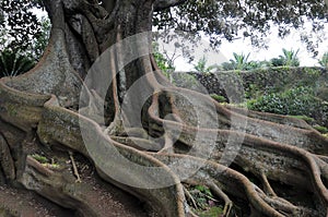 Antenna radici da un albero sul Azzorre isola 