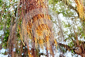 Aerial roots of Banyan tree or Ficus Tree Ficus annulata. Photosynthesis occurs at the root.