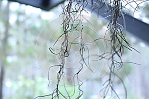 Aerial roots hang from ceiling