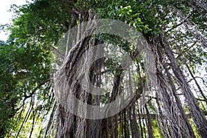 Huge banyan tree - Ficus benghalensis - in Jamaica