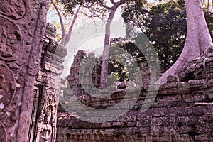 Aerial roots of huge ficus on stone ruins. Banyan tree and the ruins of an ancient civilization