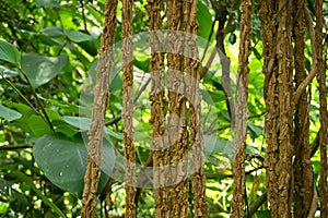 Aerial roots in jungle close up