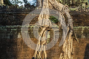 Aerial roots or lianas over stone wall. Angkor Wat landscape. Ancient ruin in jungle in sunset light.