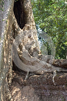 Aerial roots or lianas over stone wall. Angkor Wat landscape. Ancient tree and stone wall in jungles.