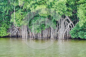 Aerial roots of rainforest trees as seen from the Chavon River,